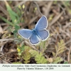 plebejus maracandicus leninaul male 1